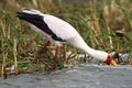 The Yellow-billed stork Mycteria ibis fishing in the river.A large white African stork with a yellow beak submerged in water Royalty Free Stock Photo