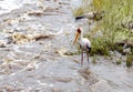 Yellow-billed stork Mycteria ibis fishing in seething water of the river