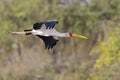 A yellow-billed stork Mycteria ibis in flight. Royalty Free Stock Photo