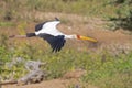 A yellow-billed stork Mycteria ibis in flight. Royalty Free Stock Photo