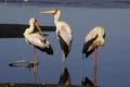 Yellow Billed Stork, mycteria ibis, Grooming, Nakuru Lake, Kenya Royalty Free Stock Photo