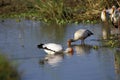 Yellow-Billed Stork, mycteria ibis, Group Fishing, Kenya