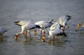 Yellow-Billed Stork, mycteria ibis, Group Fishing, Kenya Royalty Free Stock Photo