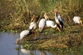 Yellow-Billed Stork, mycteria ibis, Group Fishing, Kenya Royalty Free Stock Photo