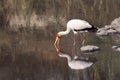 The yellow-billed stork Mycteria ibis is hunting in water dam with open bill and with reflection Royalty Free Stock Photo