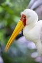 The yellow-billed stork (Mycteria ibis) Royalty Free Stock Photo