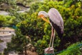 The Yellow-billed Stork, Mycteria ibis, is a large wading bird in the stork family Ciconiidae Royalty Free Stock Photo