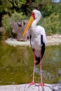 Yellow-billed stork Royalty Free Stock Photo