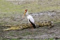 Yellow Billed Stork, mycteria ibis and Nile Crocodile, crocodylus niloticus, Chobe River, Okavango Delta in Botswana Royalty Free Stock Photo