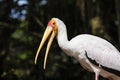 Yellow-billed Stork Mycteria ibis with open beak Royalty Free Stock Photo