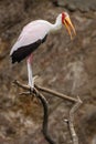 Yellow-billed Stork, Mycteria ibis, sitting on the branch, Tanzania Royalty Free Stock Photo