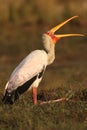 The Yellow-billed stork Mycteria ibis sitting on the shore with open beak Royalty Free Stock Photo