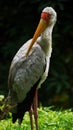Yellow-billed stork Mycteria ibis, sometimes also called the wood stork or wood ibis, is a large African wading stork species in Royalty Free Stock Photo