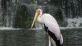 Yellow-billed stork Mycteria ibis, sometimes also called the wood stork or wood ibis, is a large African wading stork species in Royalty Free Stock Photo