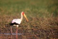 The Yellow-billed stork Mycteria ibis, sometimes also called the wood stork or wood ibis standing in the shallow water Royalty Free Stock Photo