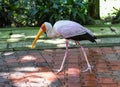 The yellow-billed stork (Mycteria ibis), sometimes also called the wood stork or wood ibis in Kuala Lumpur, Malaysia Royalty Free Stock Photo