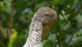 Yellow-billed stork Mycteria ibis, sometimes also called the wood stork or wood ibis, is a large African wading stork species in Royalty Free Stock Photo