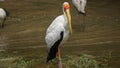 Yellow-billed stork Mycteria ibis, sometimes also called the wood stork or wood ibis, is a large African wading stork species in Royalty Free Stock Photo