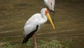 Yellow-billed stork Mycteria ibis, sometimes also called the wood stork or wood ibis, is a large African wading stork species in Royalty Free Stock Photo