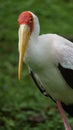 Yellow-billed stork Mycteria ibis, sometimes also called the wood stork or wood ibis, is a large African wading stork species in Royalty Free Stock Photo