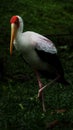 Yellow-billed stork Mycteria ibis, sometimes also called the wood stork or wood ibis, is a large African wading stork species in Royalty Free Stock Photo