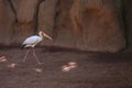 Yellow billed stork, (Mycteria ibis) Royalty Free Stock Photo