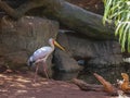 Yellow billed stork, (Mycteria ibis) Royalty Free Stock Photo