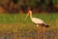 Yellow-billed Stork, Mycteria ibis, walk in water, Tanzania. River with bird in Africa. Strok in nature march habitat. Stork in Af