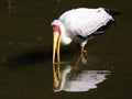 Yellow-billed stork walking in the water Royalty Free Stock Photo