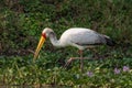 Yellow-billed Stork - Mycteria ibis Royalty Free Stock Photo