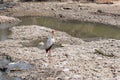 Yellow-billed stork near Nile monitors Royalty Free Stock Photo