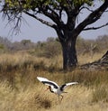 Yellow-billed Stork in the Okavango Delta, Botswana Royalty Free Stock Photo