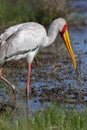 Yellow-billed stork - Okavango Delta - Botswana Royalty Free Stock Photo