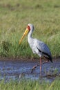 Yellow-billed Stork - Okavango Delta - Botswana Royalty Free Stock Photo