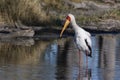 Yellow-billed Stork - Okavango Delta - Botswana Royalty Free Stock Photo