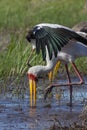 Yellow-billed stork - Okavango Delta - Botswana Royalty Free Stock Photo