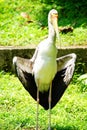 Yellow-billed Stork