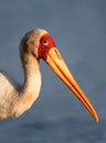 Yellow-billed stork portrait Royalty Free Stock Photo