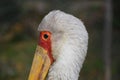 Yellow-billed stork portrait Royalty Free Stock Photo