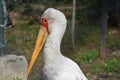 Yellow-billed stork portrait Royalty Free Stock Photo