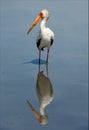 The Yellow-billed Stork and reflection. Royalty Free Stock Photo