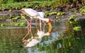 Yellow Billed stork and reflection Royalty Free Stock Photo