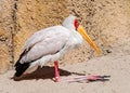 Yellow Billed Stork resting Royalty Free Stock Photo