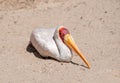 Yellow Billed Stork resting Royalty Free Stock Photo