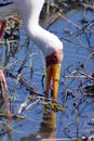 Yellow billed stork in a river Royalty Free Stock Photo