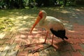 A yellow-billed stork sits on a floor in the shade.