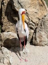 Yellow Billed Stork standing Royalty Free Stock Photo