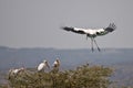 Yellow billed stork about to land, Lake Manyara
