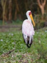 Yellow-billed Stork turning around Royalty Free Stock Photo