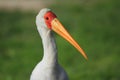 Yellow-billed stork Royalty Free Stock Photo